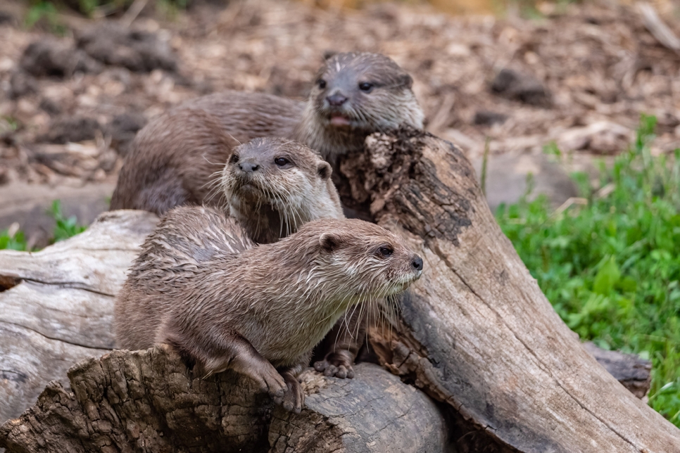 Otter family - July 22 - Ian H 966x644.jpg