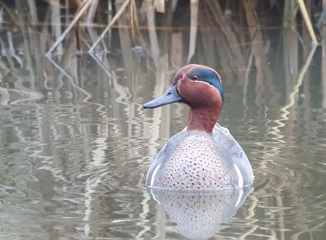 Green-winged Teal and Spoonbill again