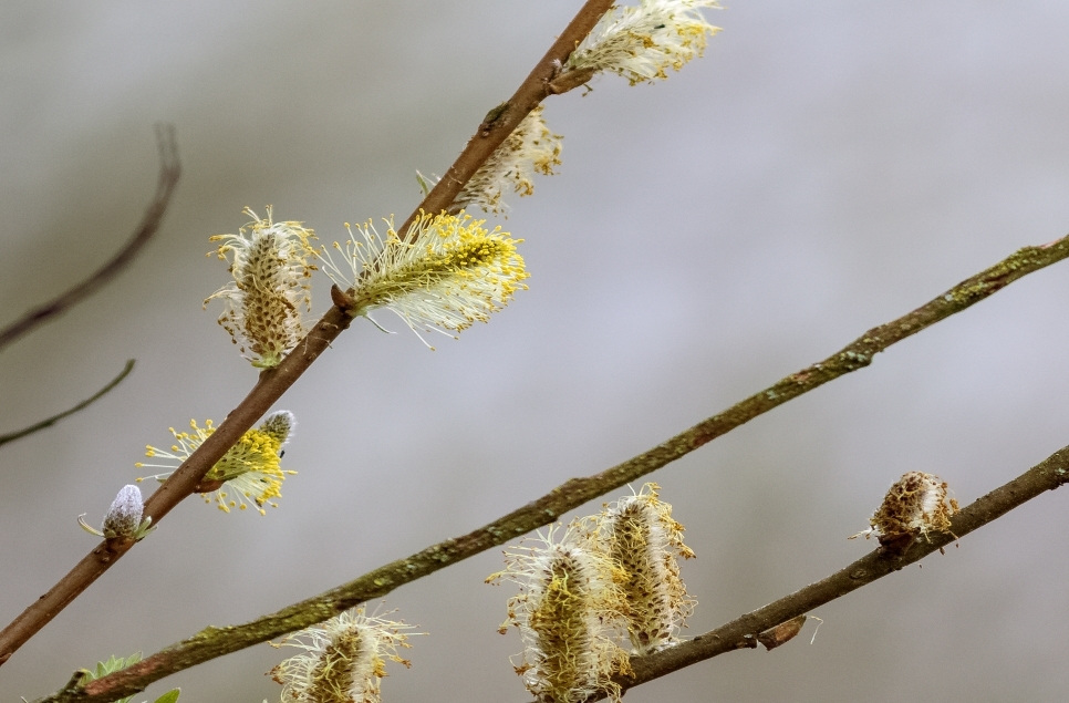 Spring's awakening