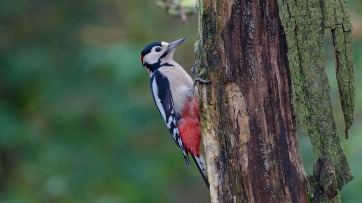 A great spotted woodpecker on a tree at WWT Washington.