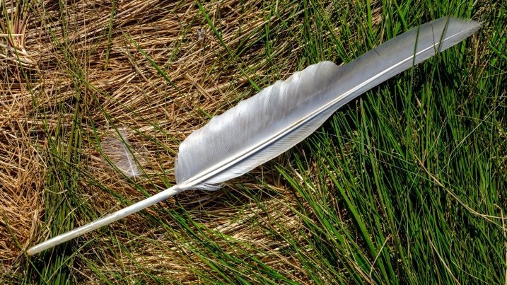 feather.jpg