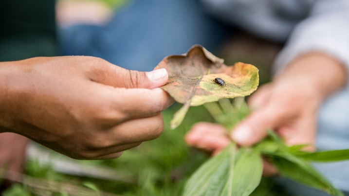 Insect on leaf.jpg