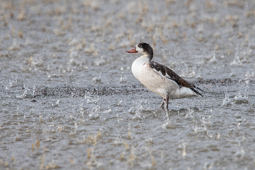 Juvenile shelduck in the rain - Bill Richmond 966x644.jpg