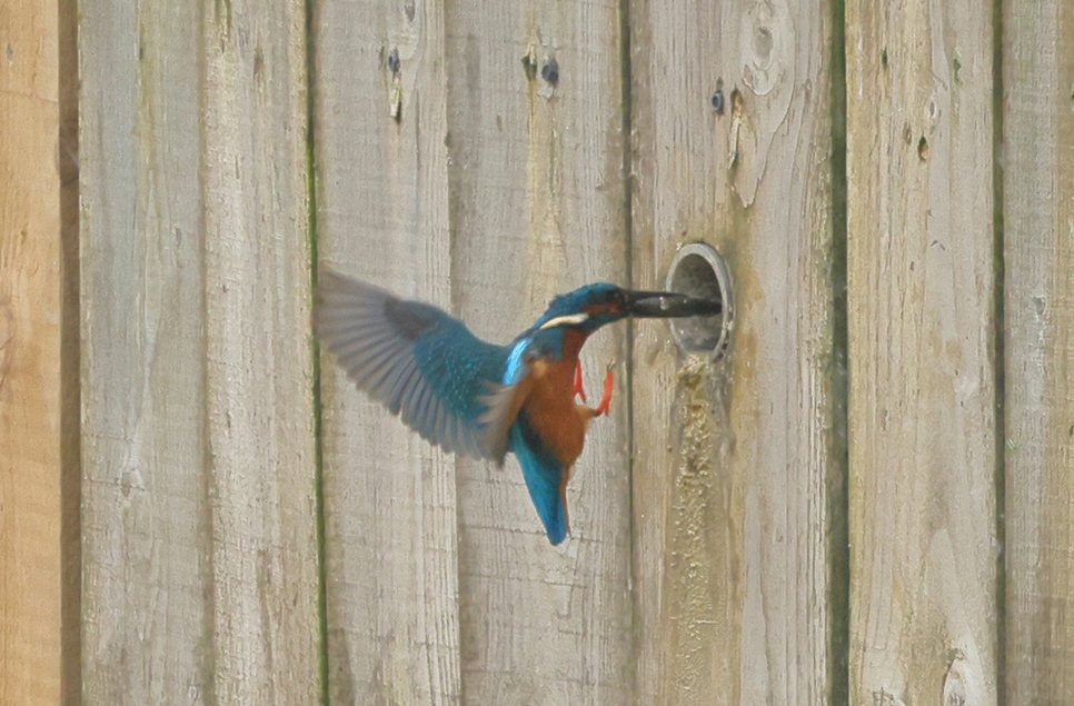 Kingfishers nest in Arun Riverlife bank again