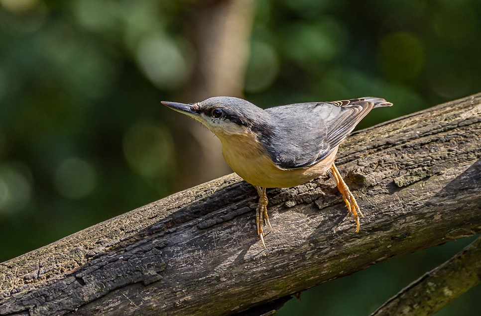 Nesting nuthatch