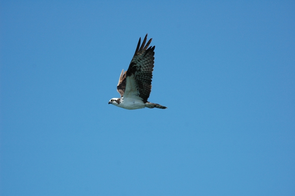 Grasshopper warbler, Common sandpiper & Osprey 