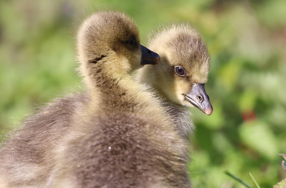 greylag goslings James King.jpg