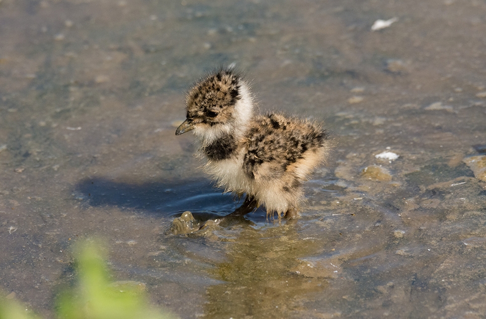 lapwing chick.jpg