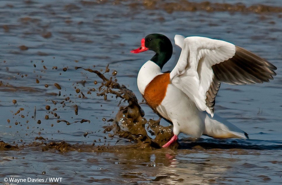 WWT nearly doubles the area of land under its management with Bridgwater Bay lease