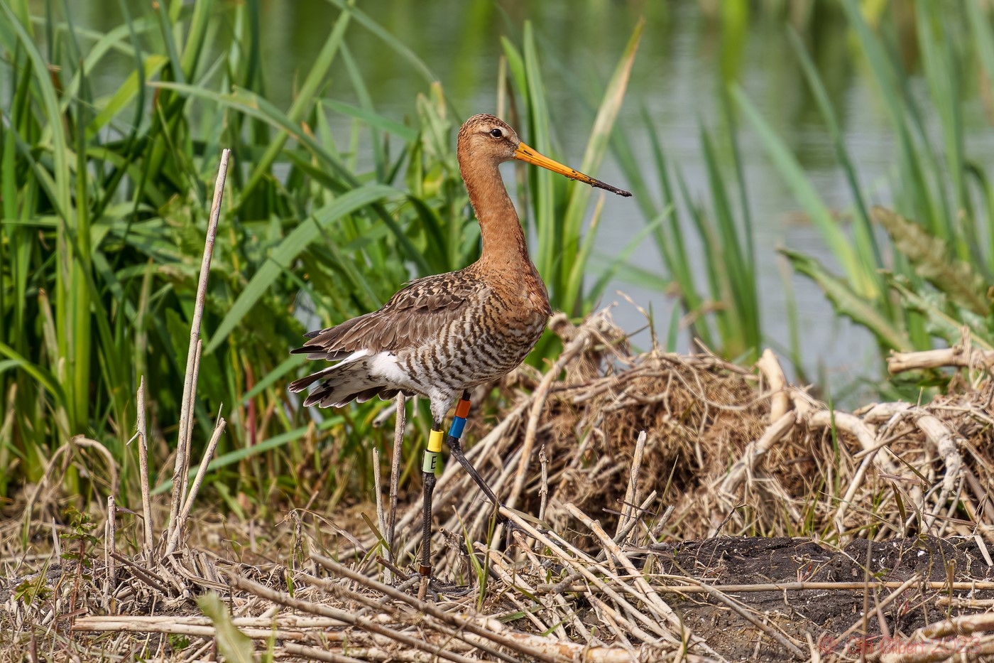 A black-tailed godwit bird with idetifiaction leg rings standing in wetlands.jpg