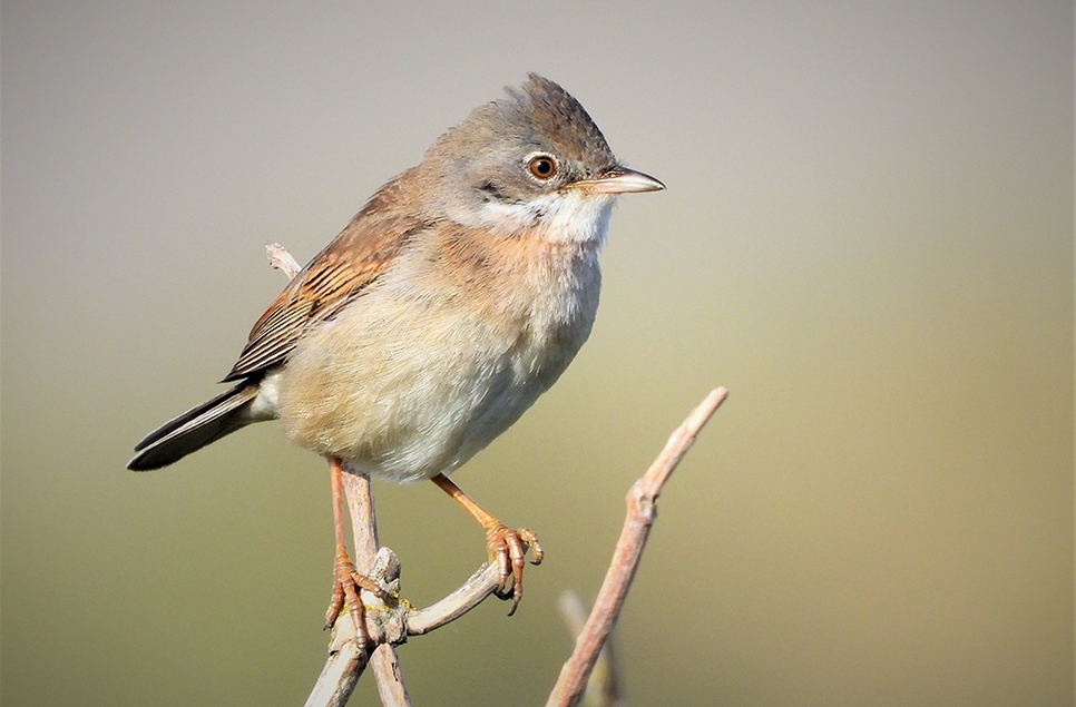 Common whitethroat 966x635 - Pixabay stock.jpg