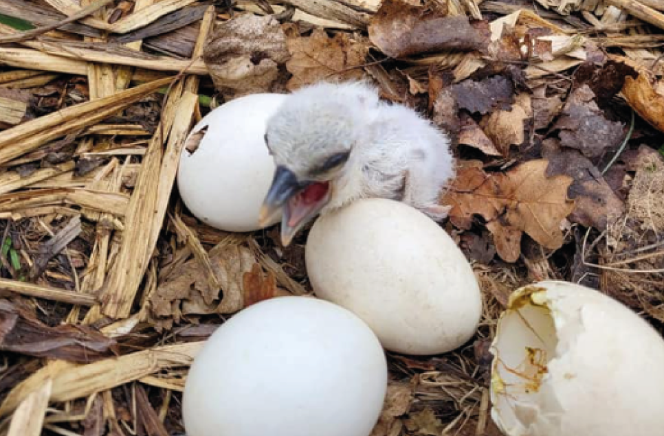 Stork chicks hatch at Martin Mere