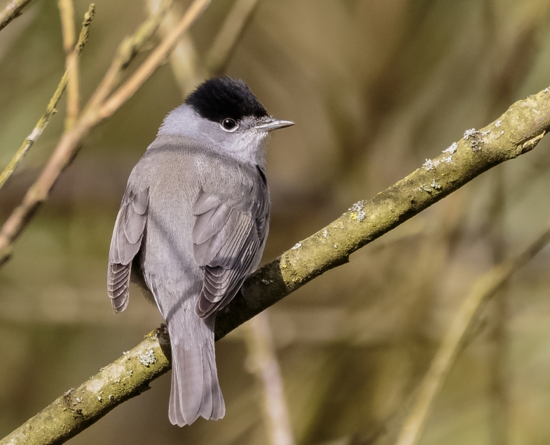 A reserve alive with busy insects and birdsong 