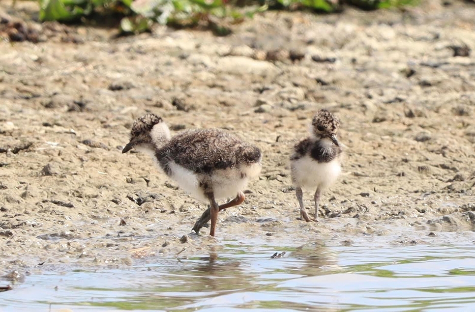 Lapwing chicks 2 May web.jpg