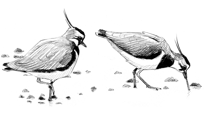 lapwing sketch.jpg