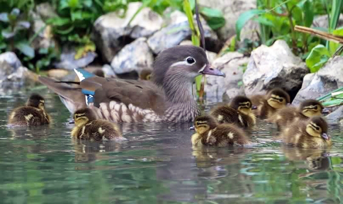 Mandarin mum.jpg