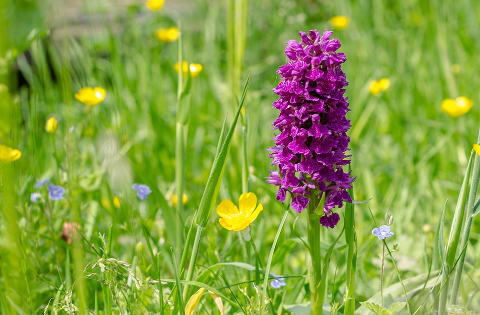 Northern marsh orchid - Ian H.jpg