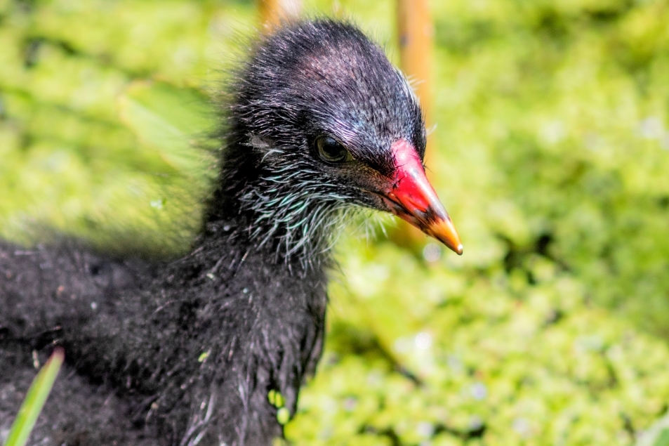 Where have all the moorhens gone?