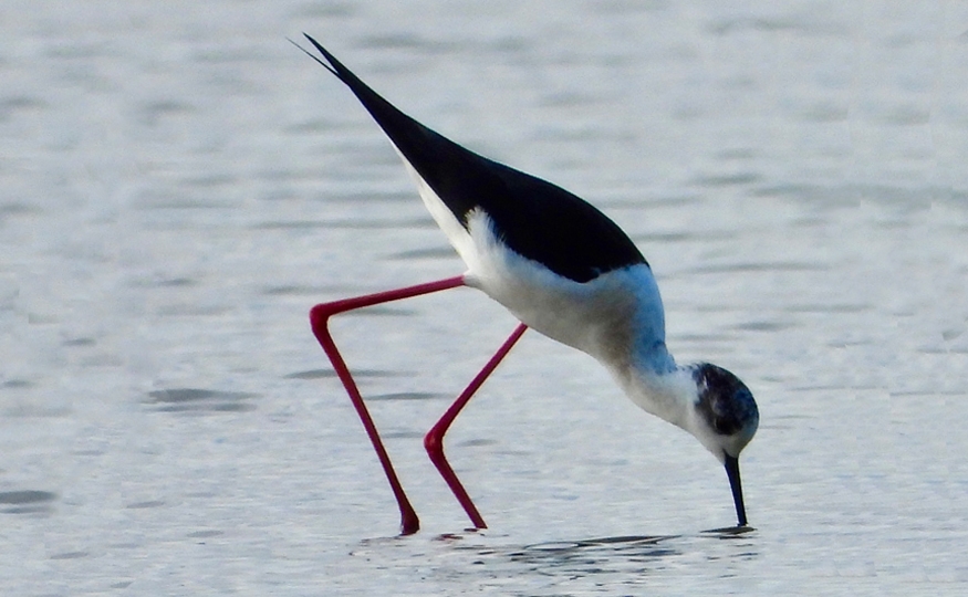 Black-winged Stilt still here