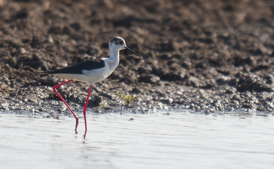 Black-winged Stilt