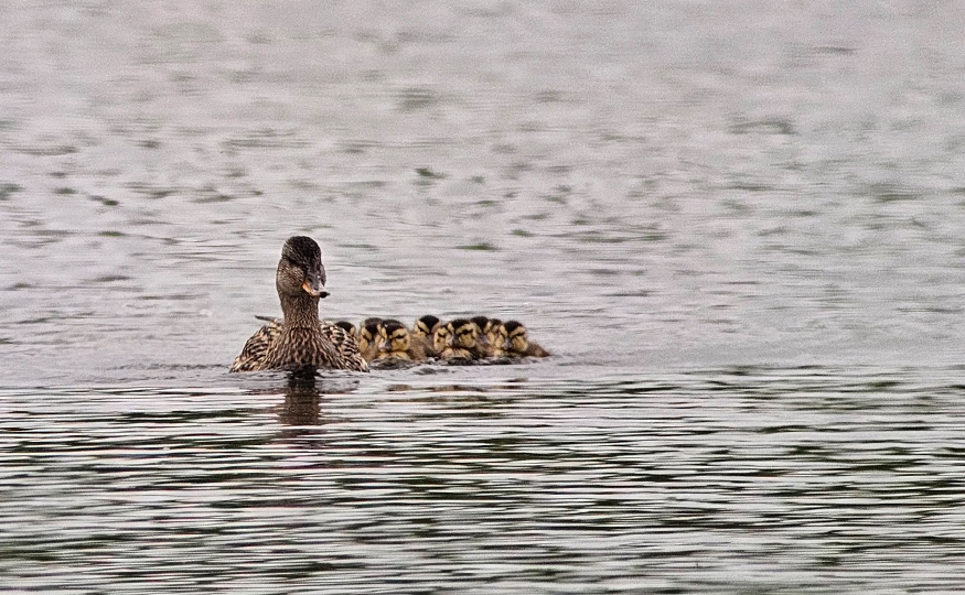 Following Mum