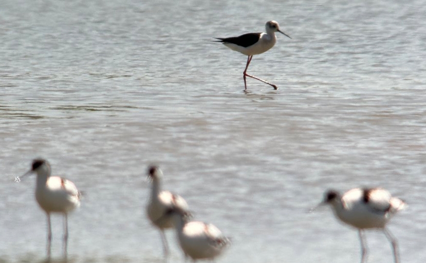 Black-winged Stilt remains