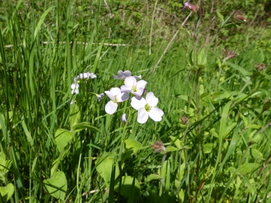 cuckoo flower marianne nicholson.jpg