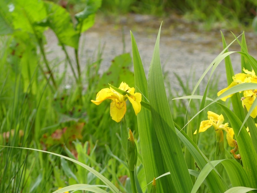 Welcome to wildflower season (and more recent sightings)