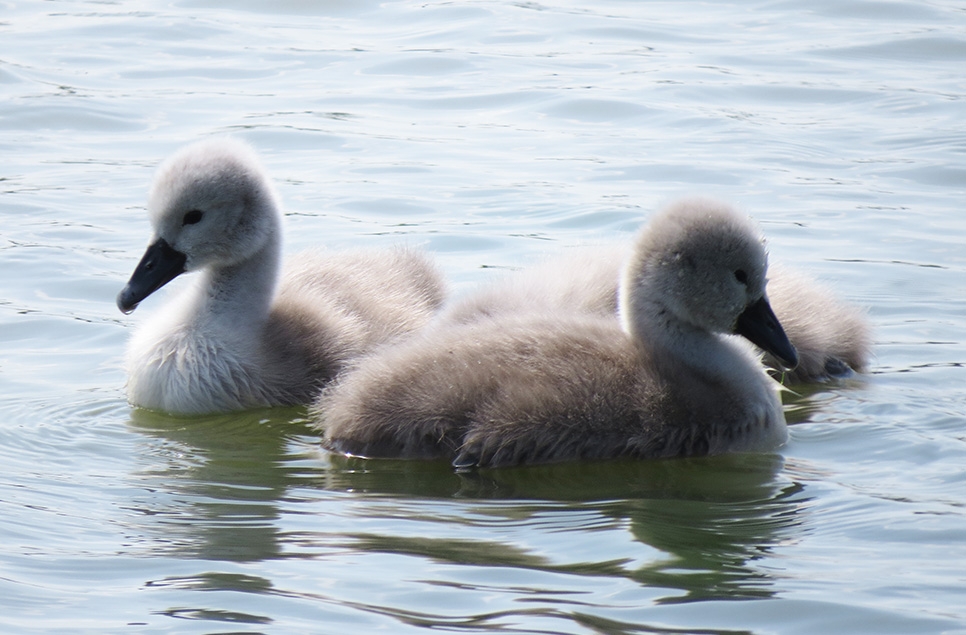 Gadwall, pochard and tufty duckling 