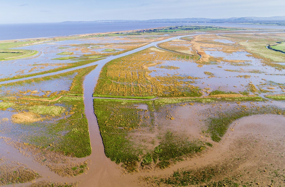 WWT awarded £21 million to restore coastal saltmarsh in UK