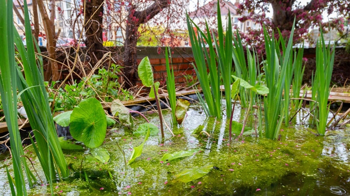 An urban pond with lots of pond plants