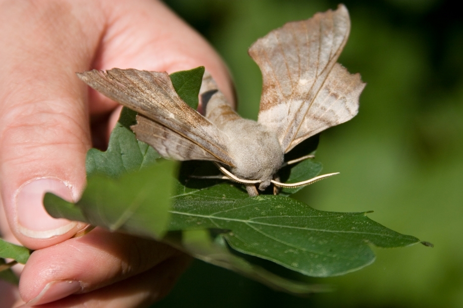 View: July Moth Morning