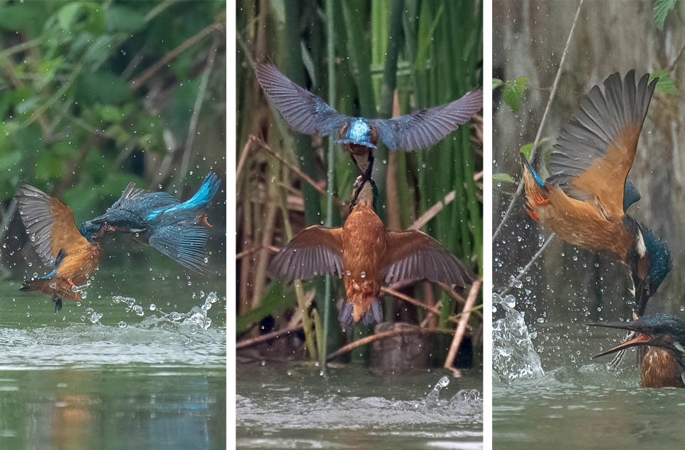 Kingfisher fight &  oystercatcher chicks