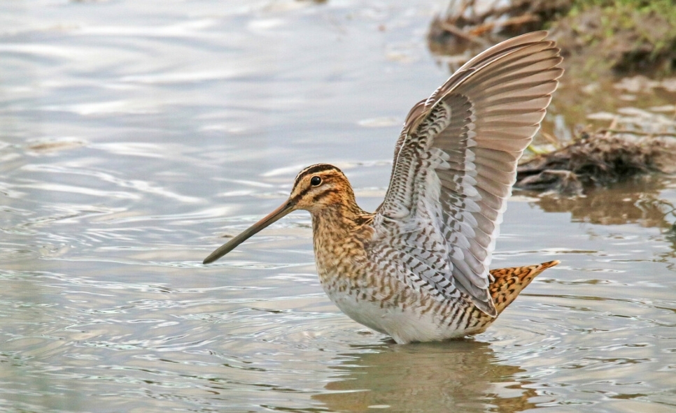 Butterflies and hatchlings - recent sightings to 25th June