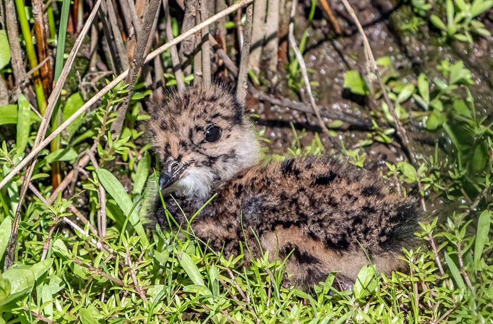 Lapwing chick - Ian H - June 23.jpg