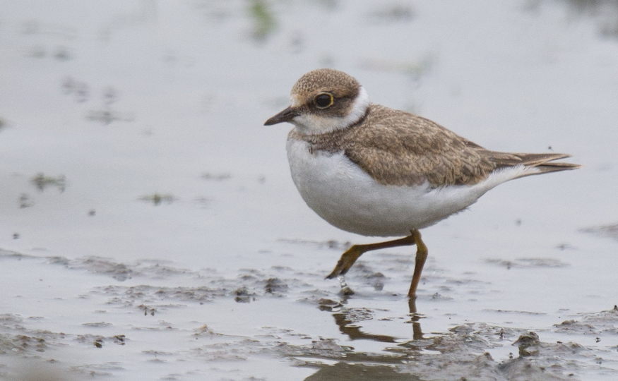 Wading birds recorded so far this September