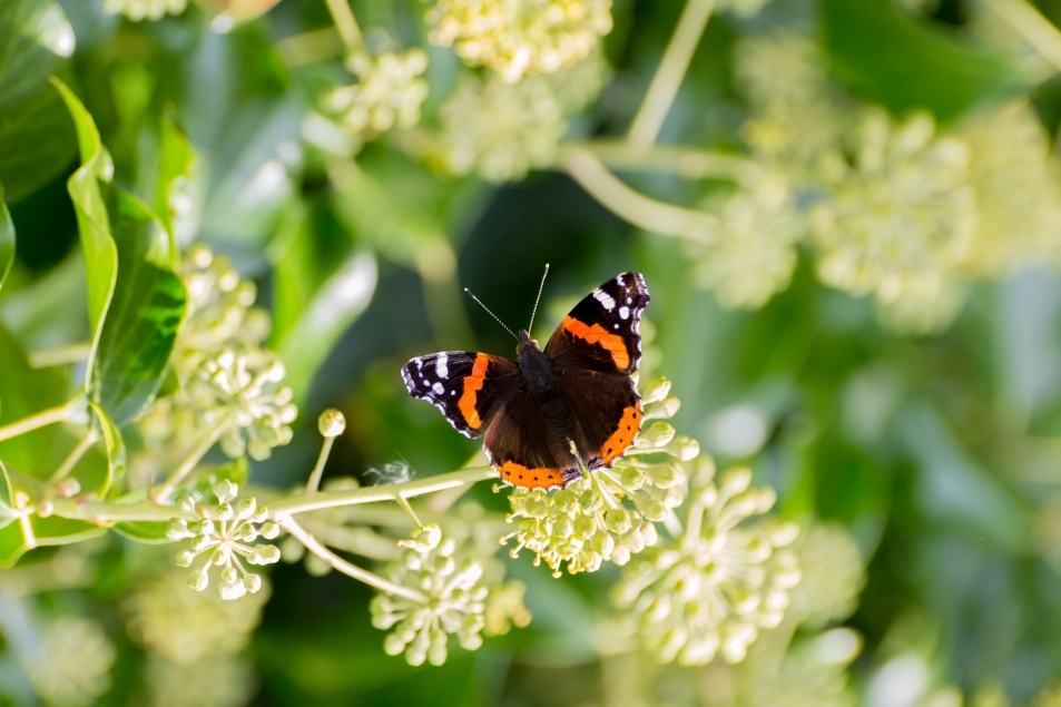 Wildlife Sightings for 16th July 2023