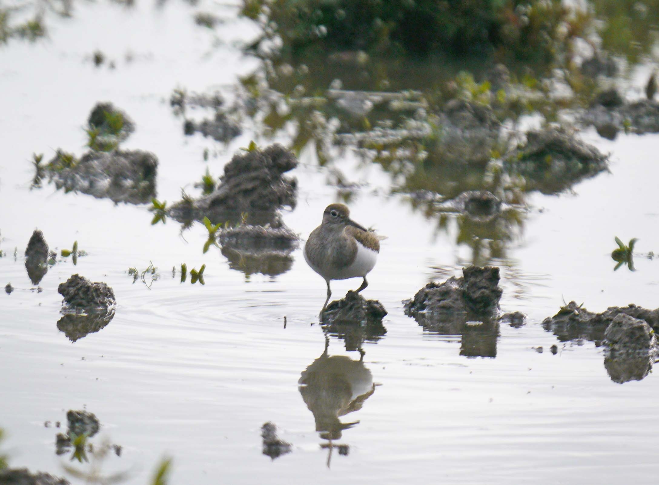 Sandpipers on the rise