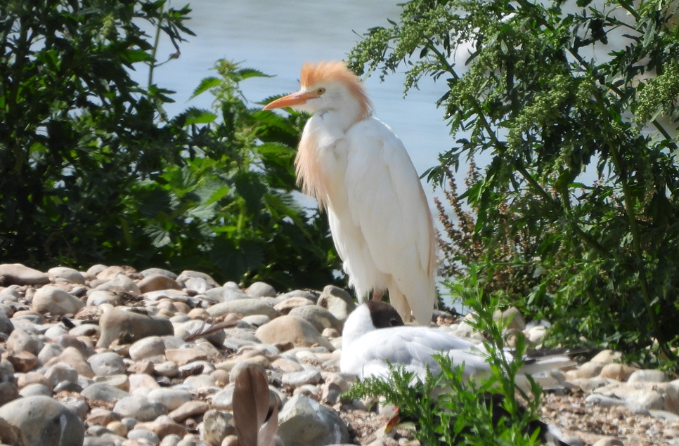 Common tern, cattle egret & a lesser black-backed gull