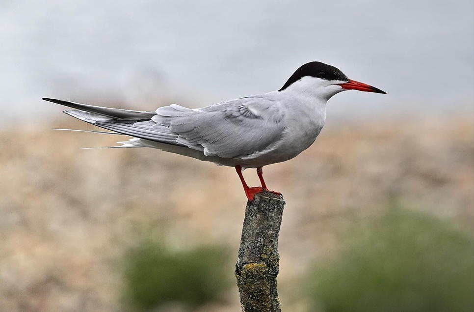 Common tern & fledging sand martins