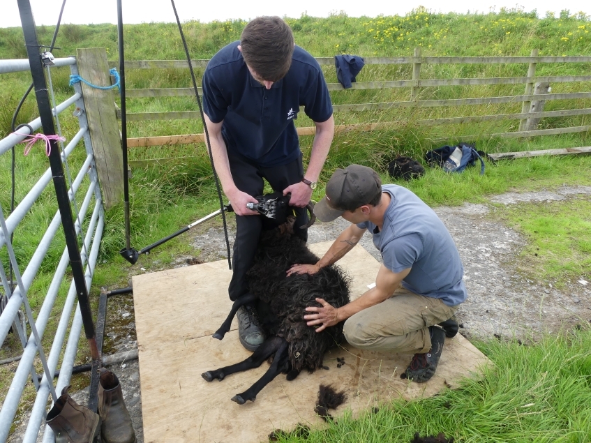 The sheep get a hair cut