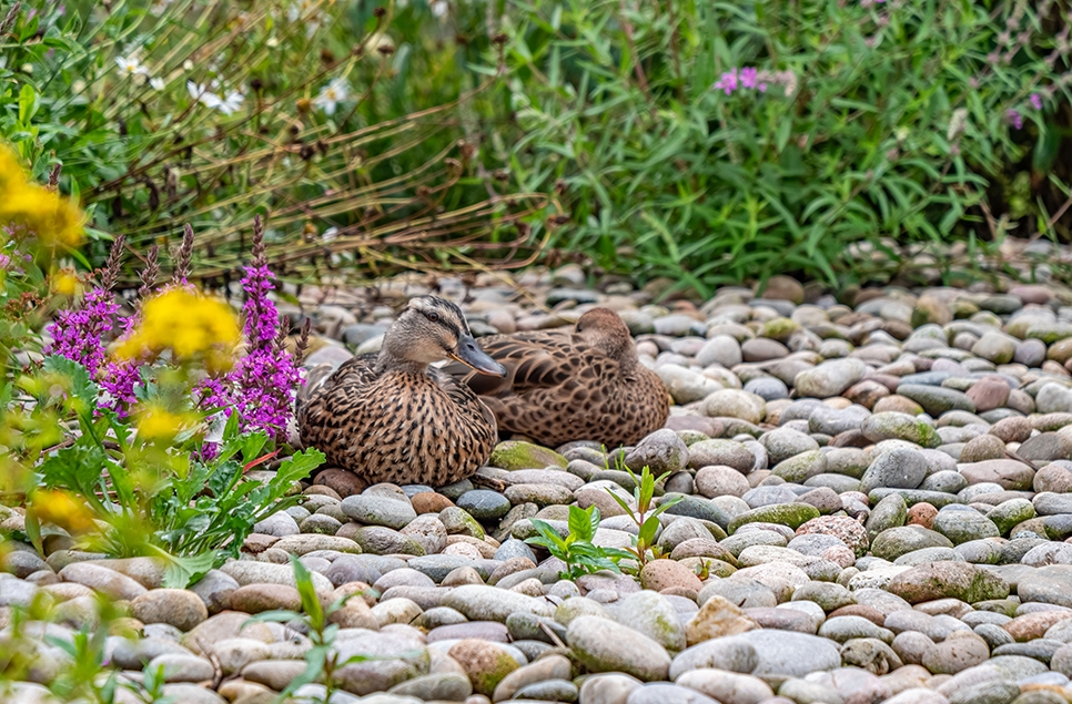 Mallard in Close Encounters - July 2023 - Ian H.jpg