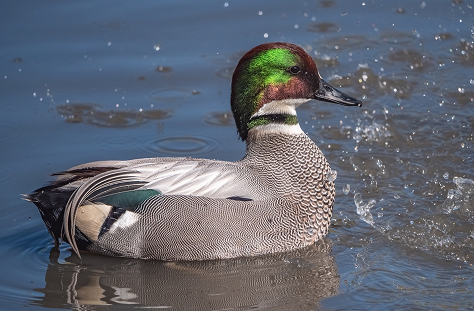 Falcated duck - Ian H - 19 April 23 966x635.jpg