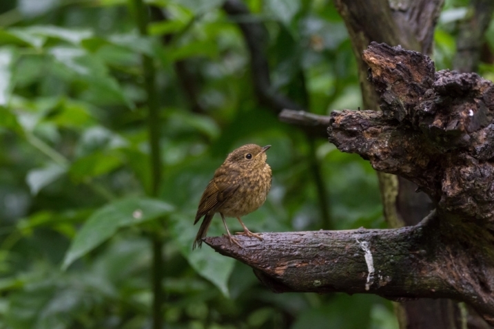 juvenile robin Ian Henderson.jpg