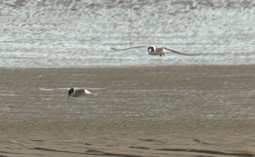 Arctic Terns on estuary