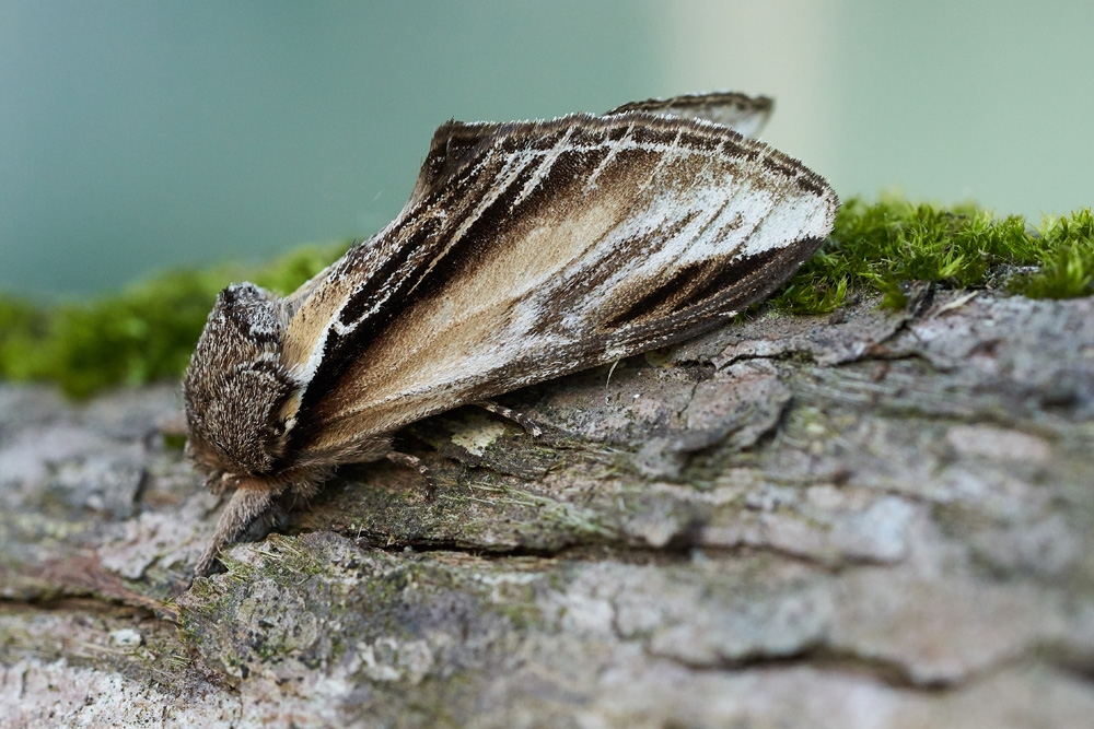 Moth Swallow prominent Kim Tarsey-web.jpg