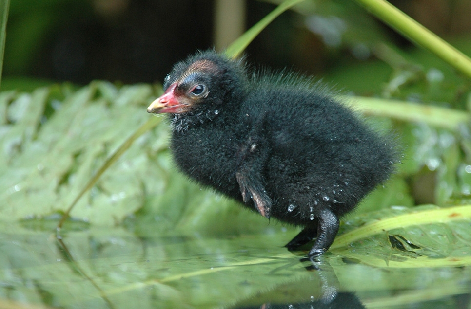 moorhen chick 966x635.jpg