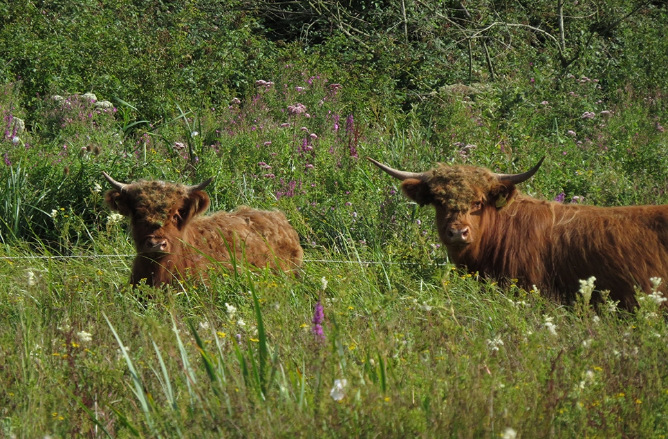 AR Highland cattle 966x635 web 23.jpg