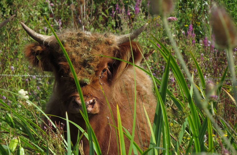 Highland cattle help nature the old fashioned way