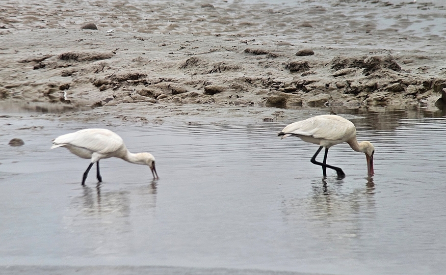 Four Spoonbills on estuary